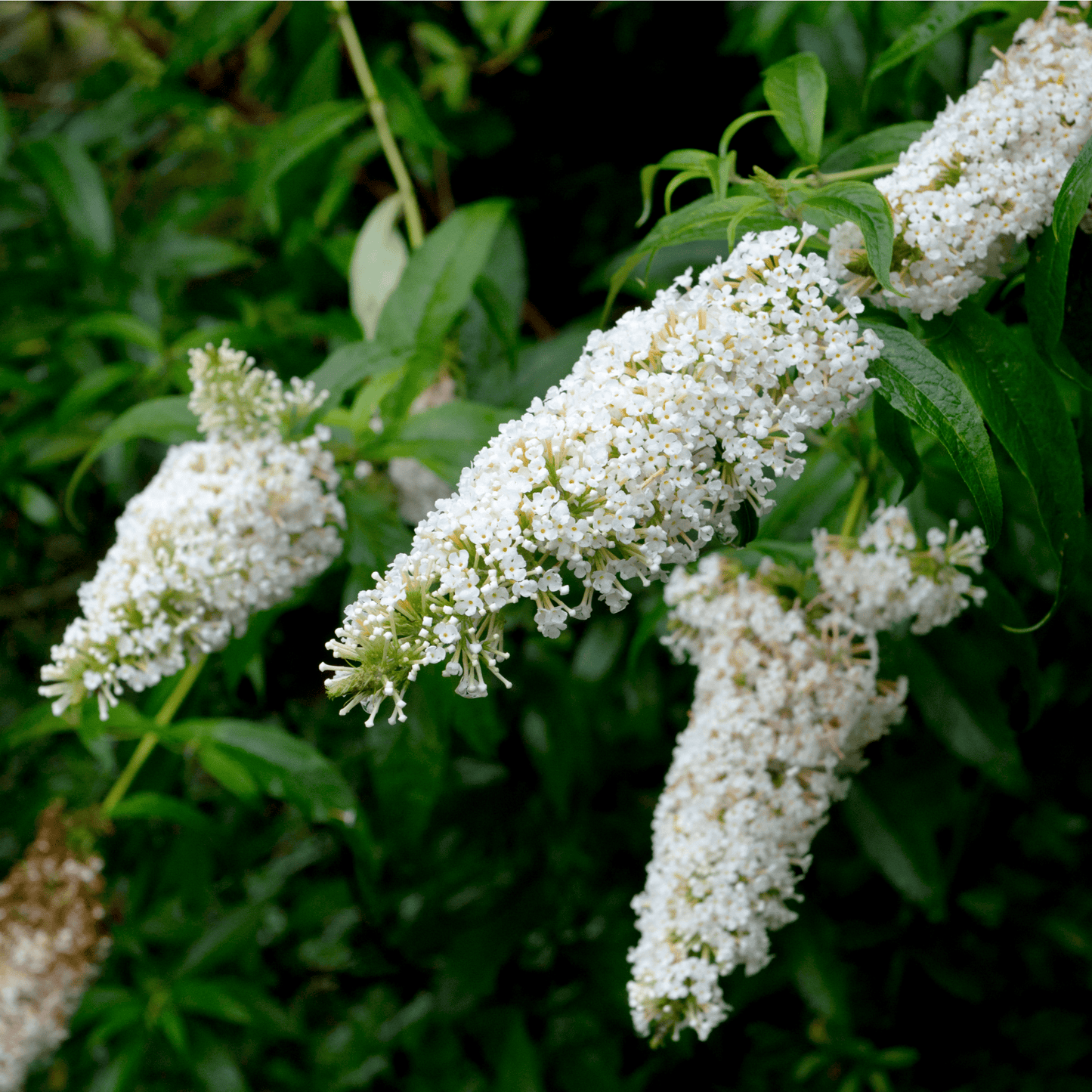 Buddleja Butterfly Candy 'Little White' Compact Sun - Loving 1/3L - plants - express.com