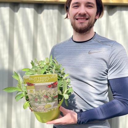 Buddleja Butterfly Candy 'Little White' Compact Sun - Loving 1/3L - plants - express.com