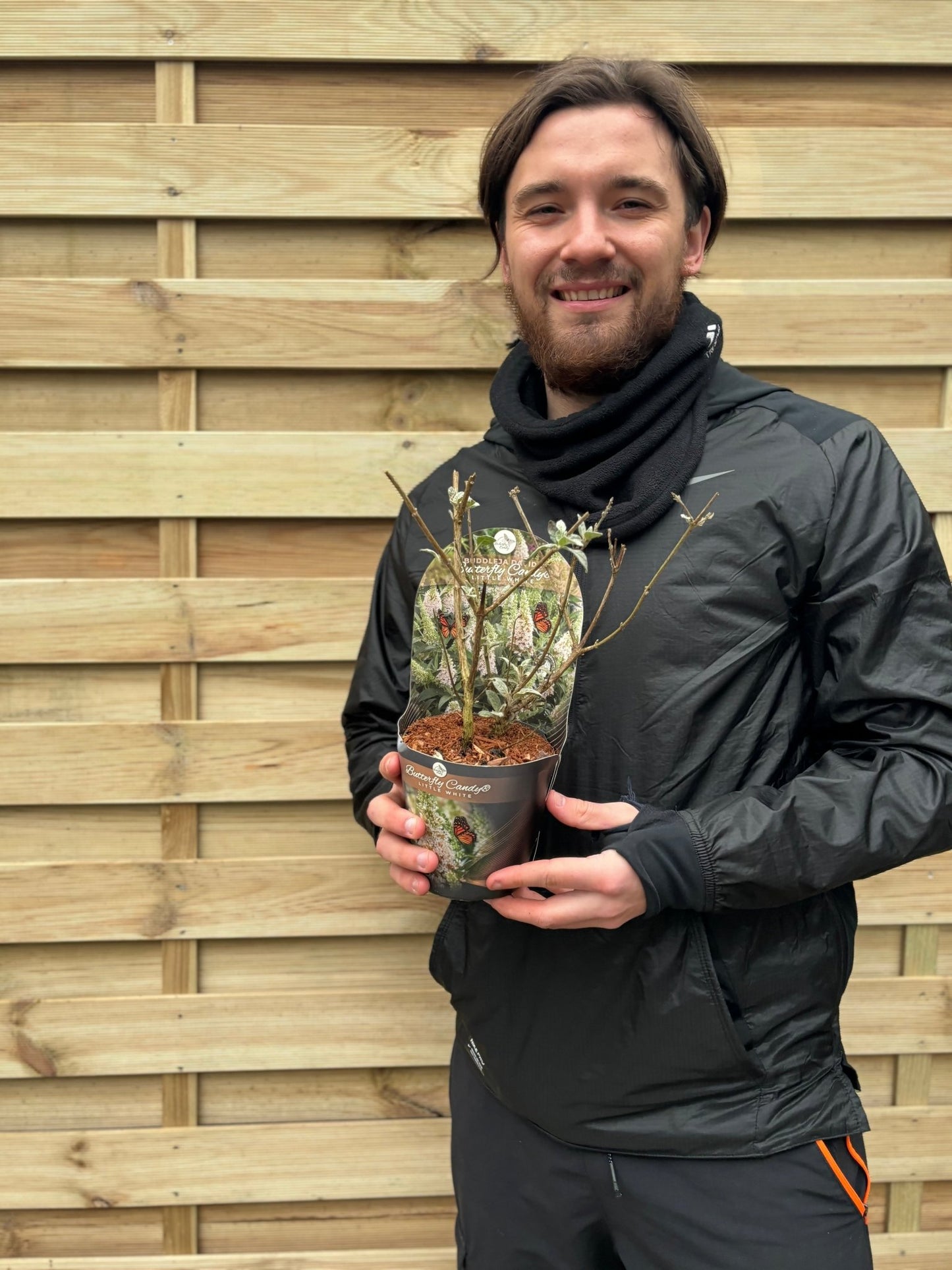 Buddleja Butterfly Candy 'Little White' Compact Sun - Loving 1/3L - plants - express.com