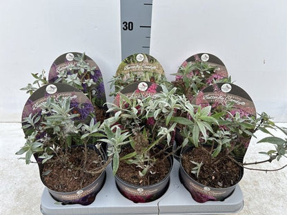 Buddleja Butterfly Candy 'Little White' Compact Sun - Loving 1/3L - plants - express.com