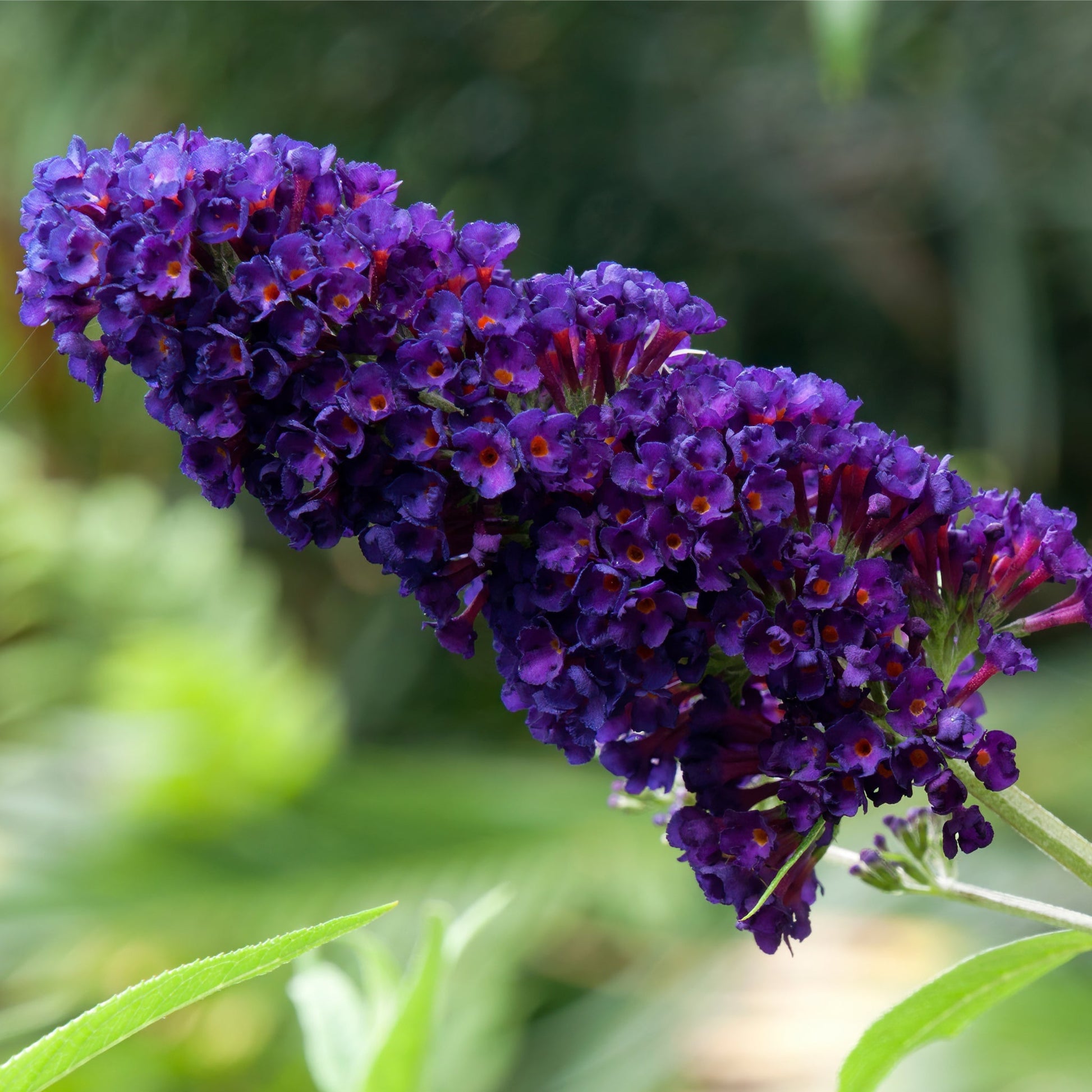 Buddleja davidii Black Knight Butterfly Bush - 1L/2L - plants - express.com