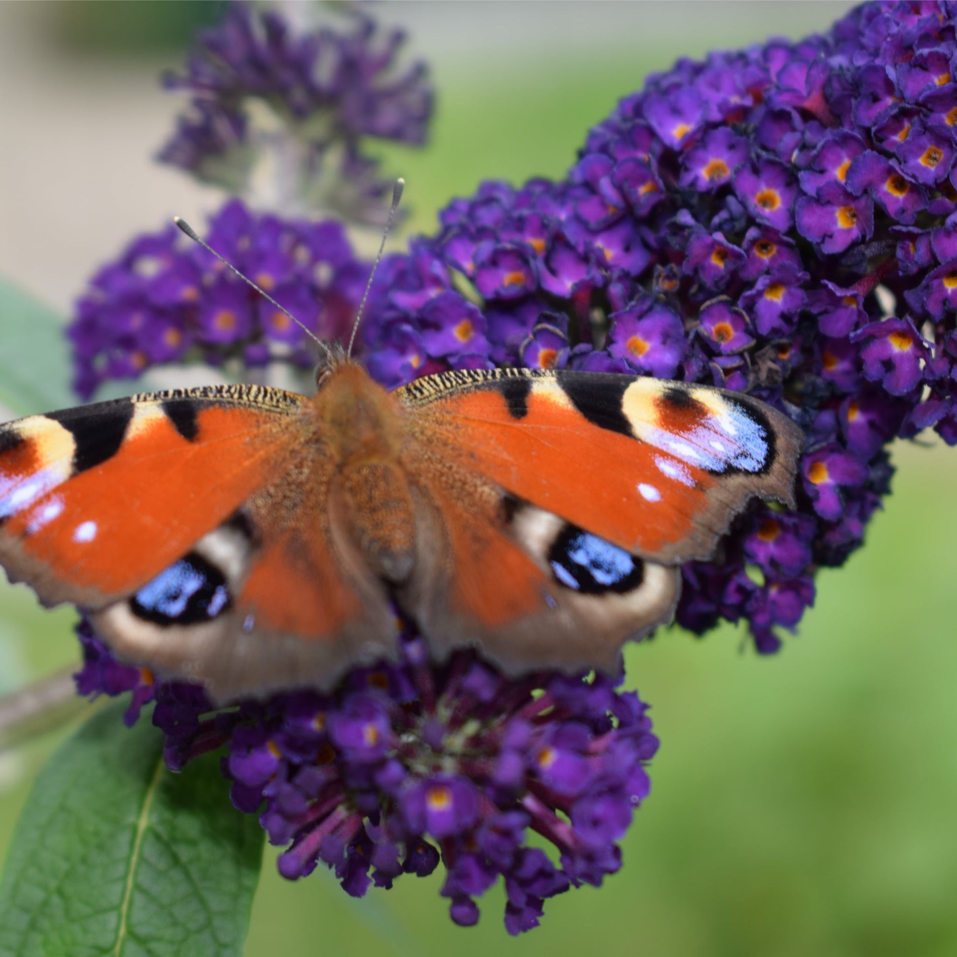 Buddleja davidii Black Knight Butterfly Bush - 1L/2L - plants - express.com