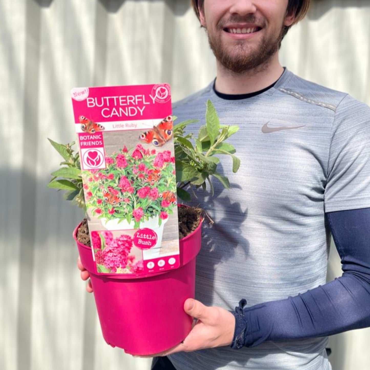 Butterfly Candy Little Pink Buddleja - Compact Pink Butterfly Bush 9cm/1L/2L/3L - plants - express.com