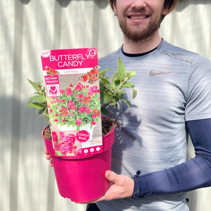 Butterfly Candy Little Ruby Buddleja - Dwarf Butterfly Bush 1L/2L/3L - plants - express.com