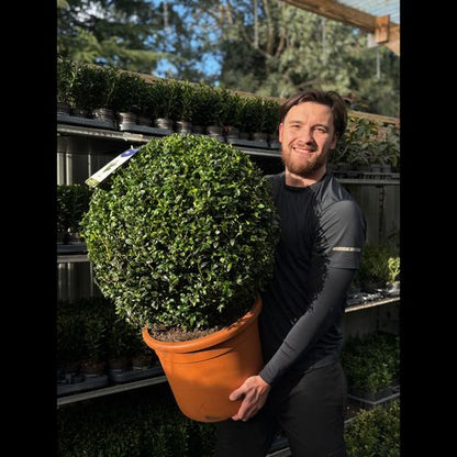 Buxus Sempervirens Topiary Ball – Classic Evergreen Structure for Borders & Pots - plants - express.com