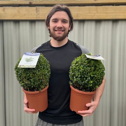 Buxus Sempervirens Topiary Ball – Classic Evergreen Structure for Borders & Pots - plants - express.com