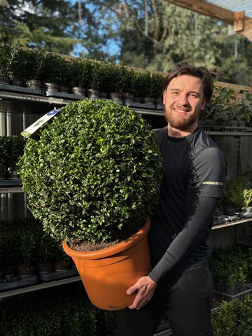 Buxus Sempervirens Topiary Ball – Classic Evergreen Structure for Borders & Pots