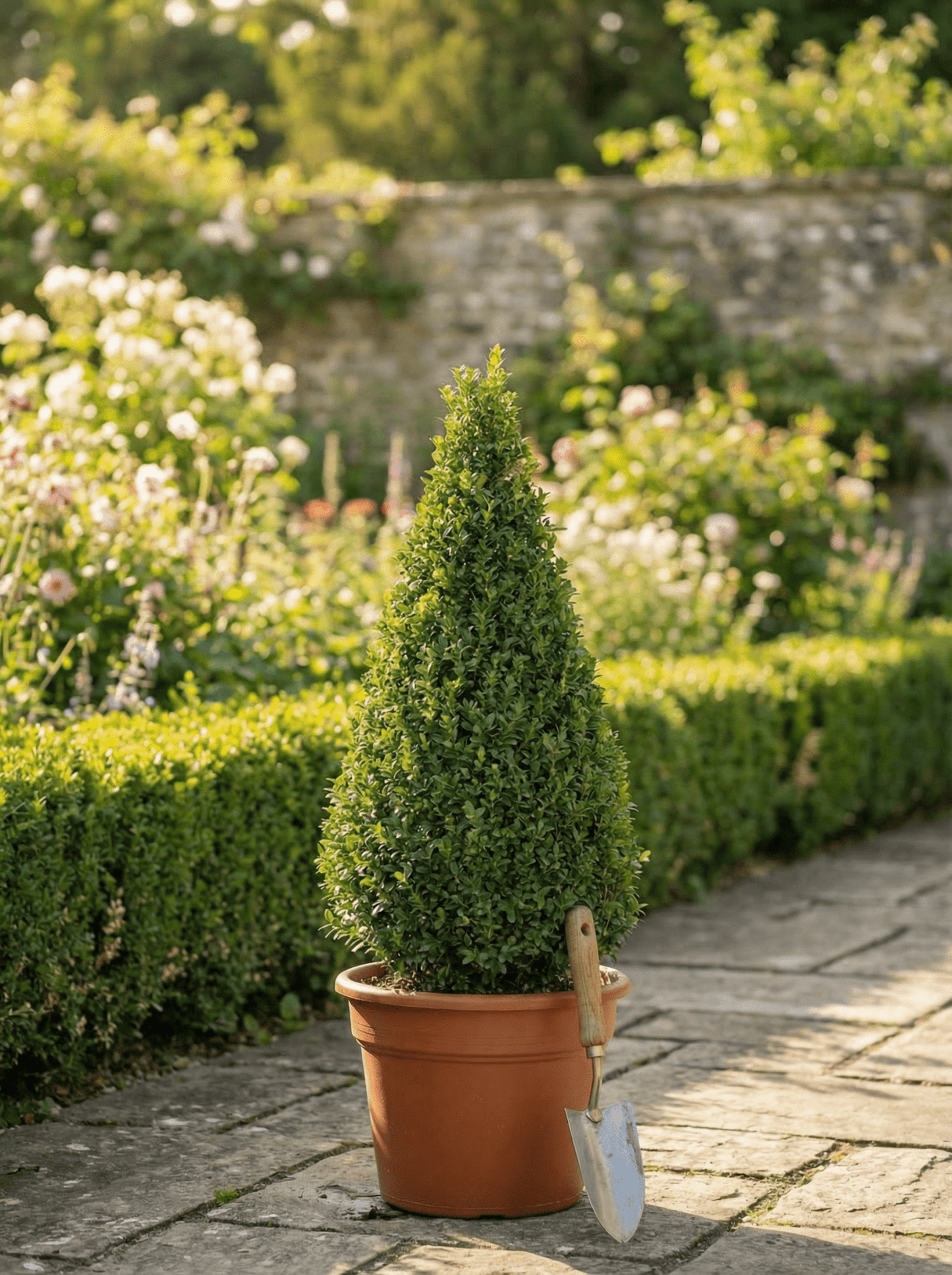 Buxus/Topiary Cone (Buxus Sempervirens) - plants - express.com