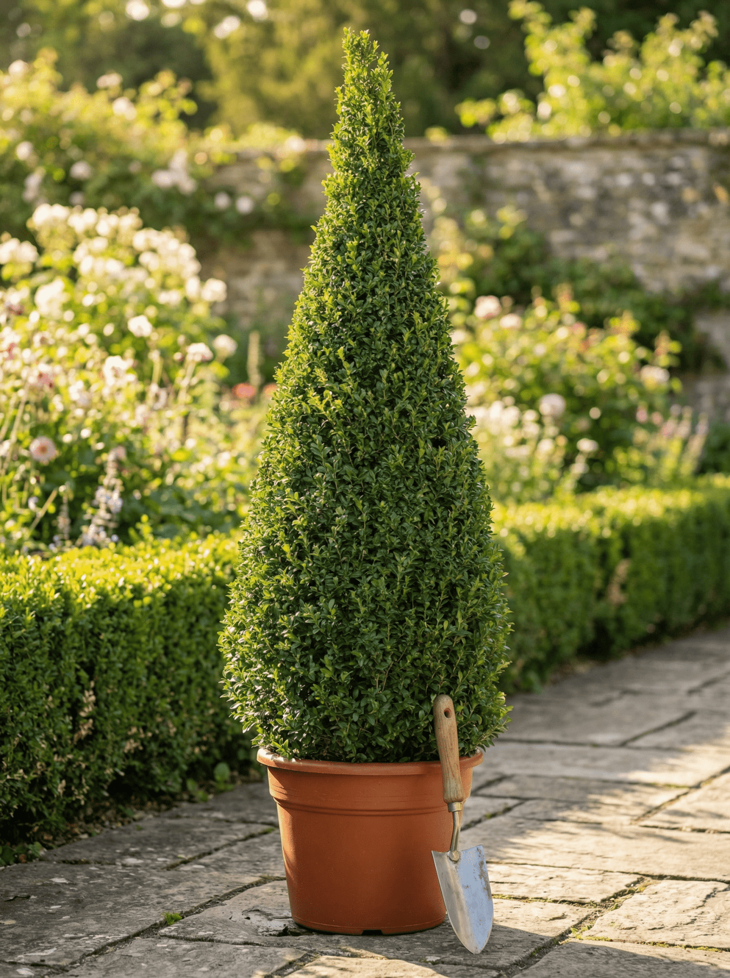 Buxus/Topiary Cone (Buxus Sempervirens) - plants - express.com
