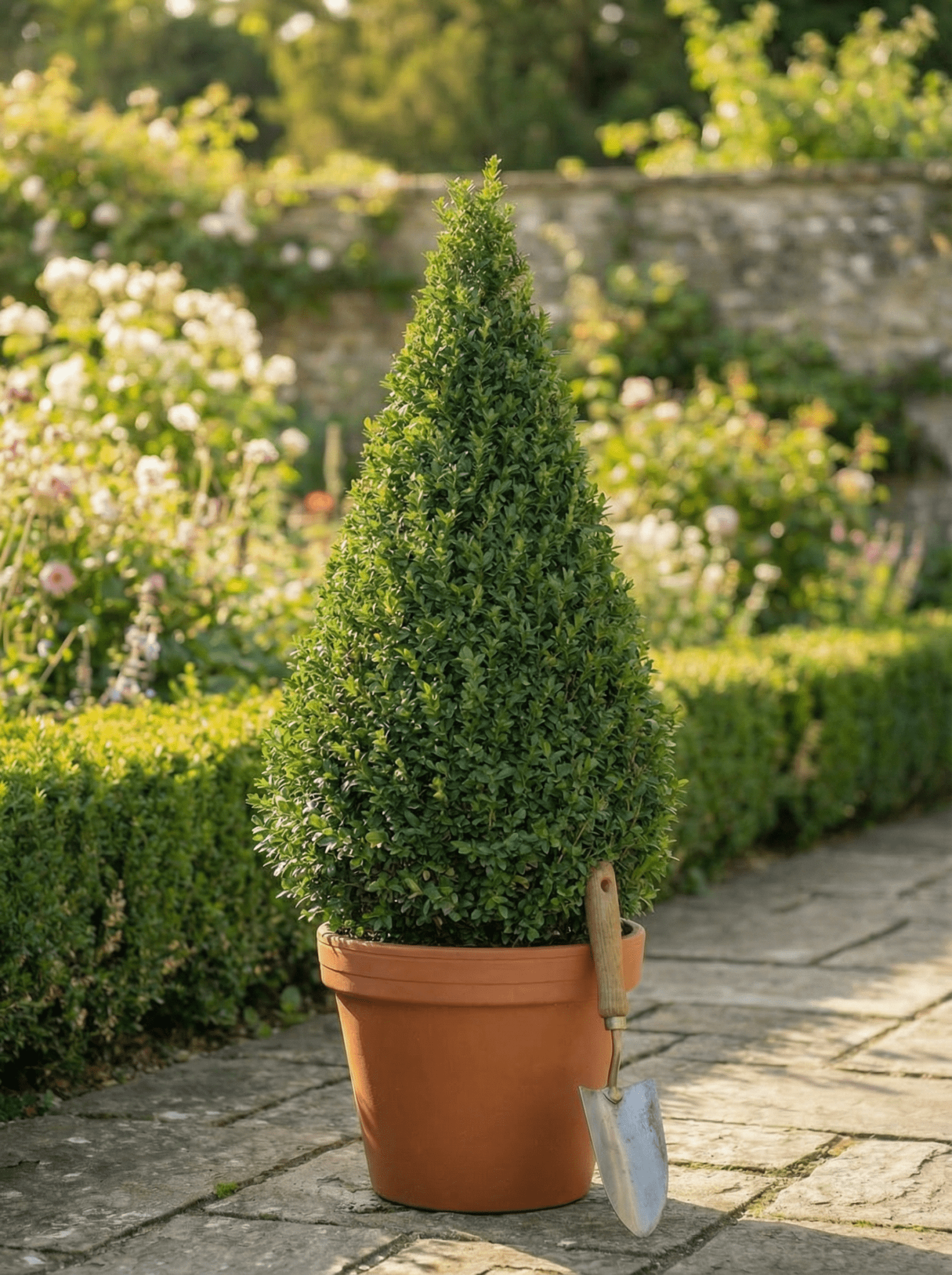 Buxus/Topiary Cone (Buxus Sempervirens) - plants - express.com