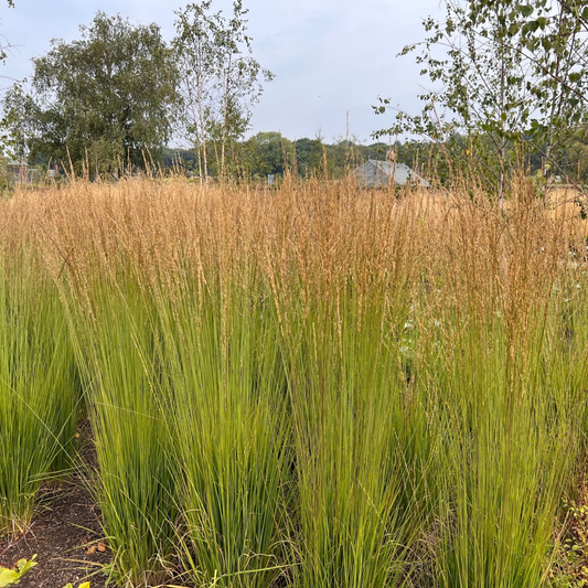 Calamagrostis x acutiflora 'Karl Foerster' 9cm/2L - plants - express.com