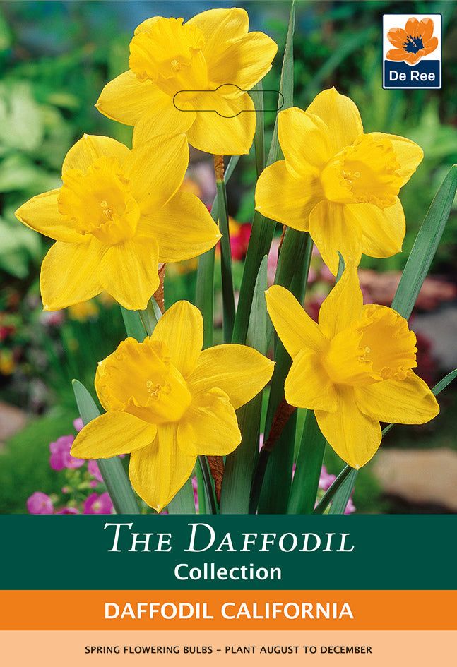 California Daffodil - Bright Yellow Tall Trumpet, 8 Bulbs - plants - express.com