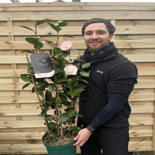 Camellia 'Desire' 9cm / 3L - plants - express.com