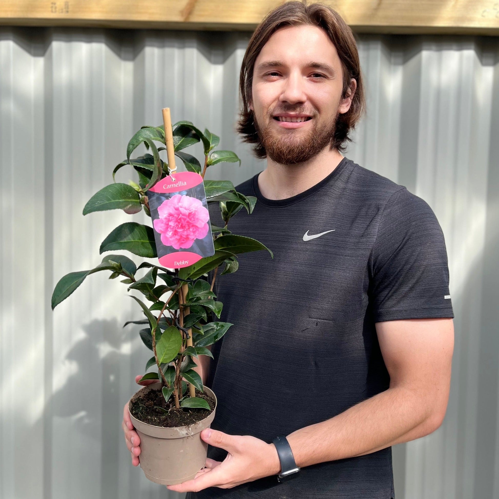 Camellia japonica Debbie 9cm / 2L - plants - express.com