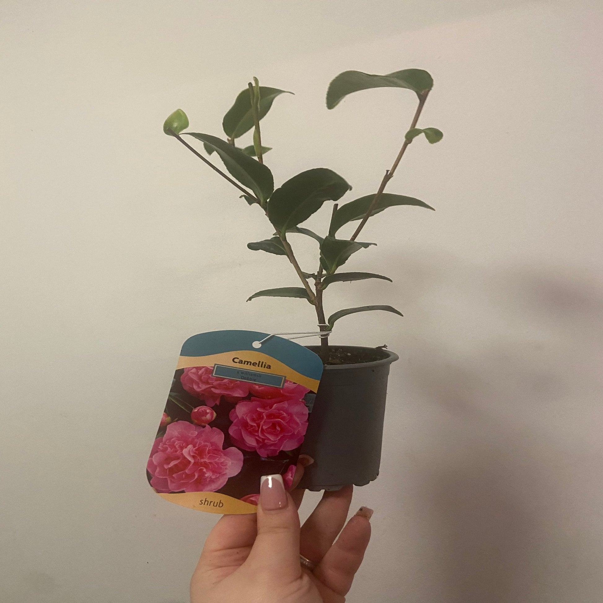 Camellia japonica Debbie 9cm / 2L - plants - express.com