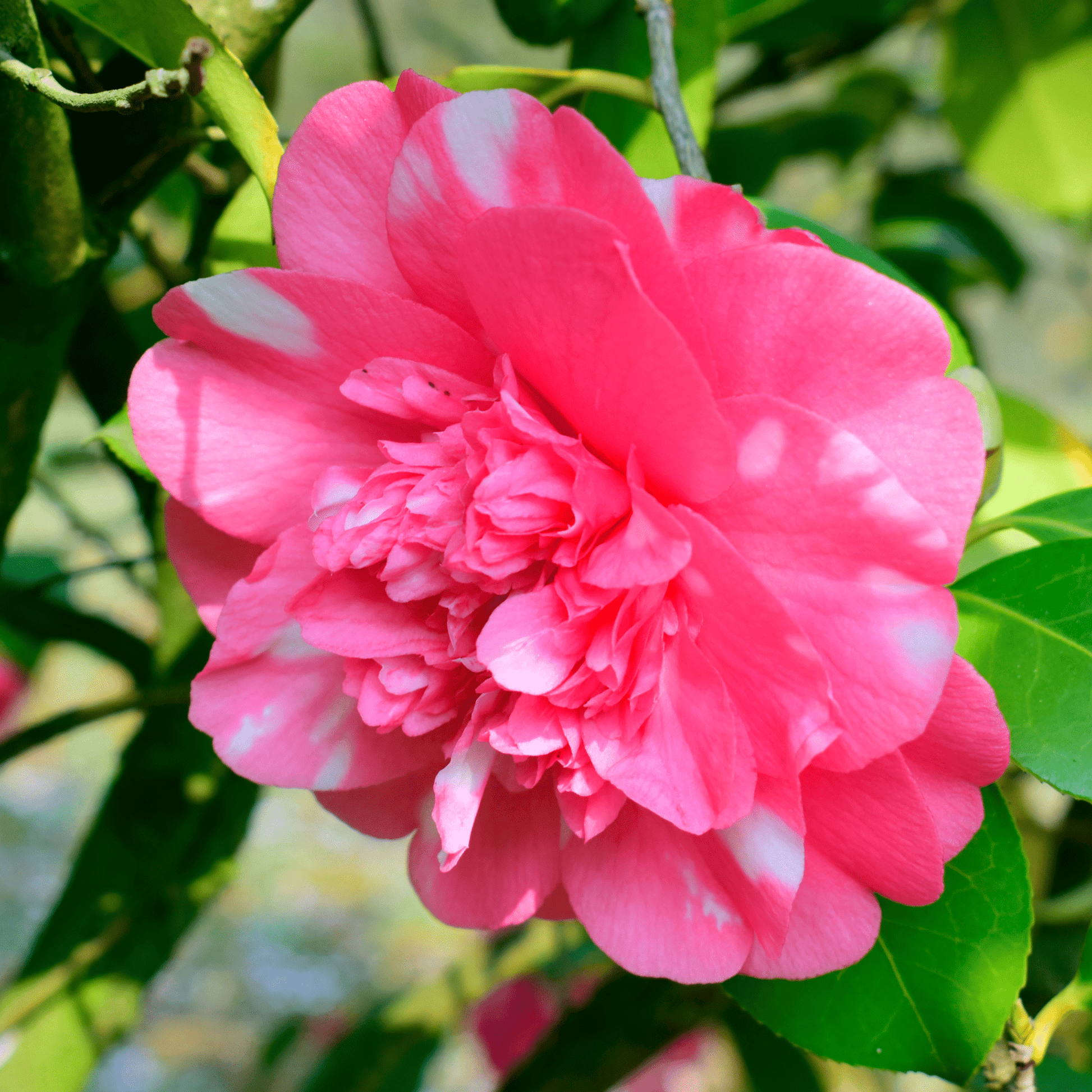 Camellia japonica Debbie 9cm / 2L - plants - express.com