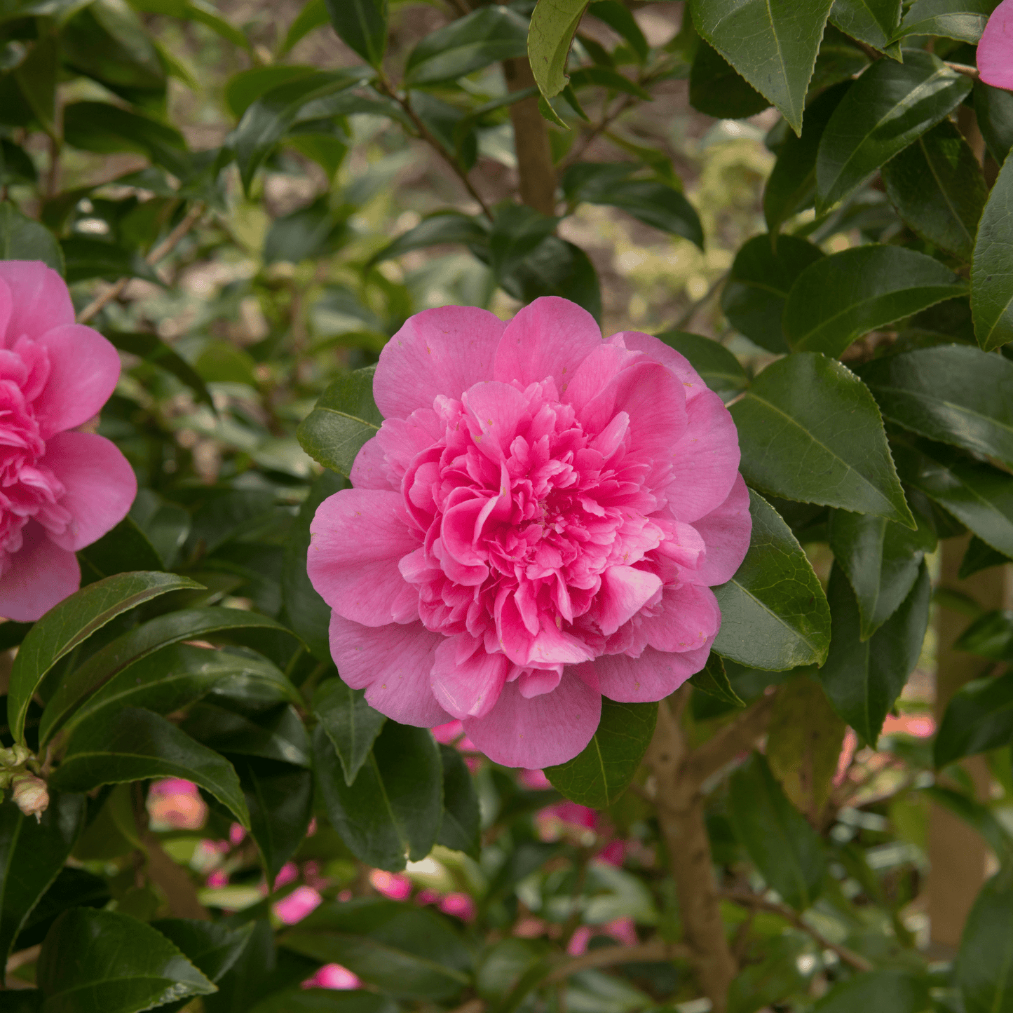Camellia japonica Debbie 9cm / 2L - plants - express.com