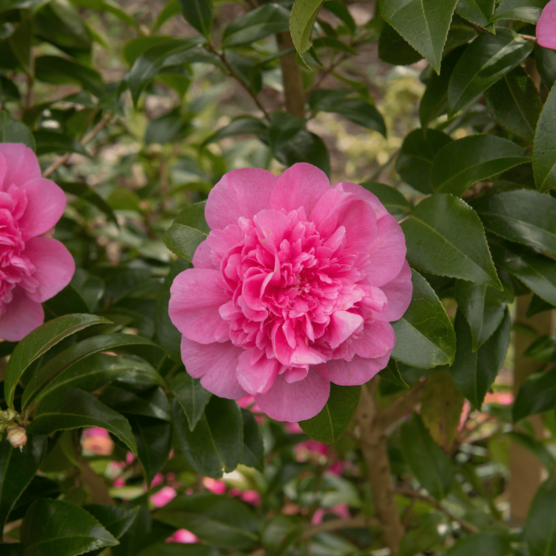 Camellia japonica Debbie 9cm / 2L - plants - express.com