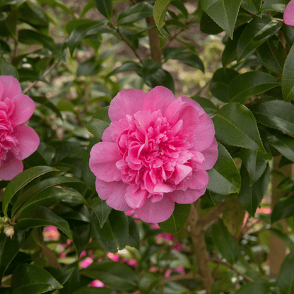 Camellia japonica Debbie 9cm / 2L - plants - express.com