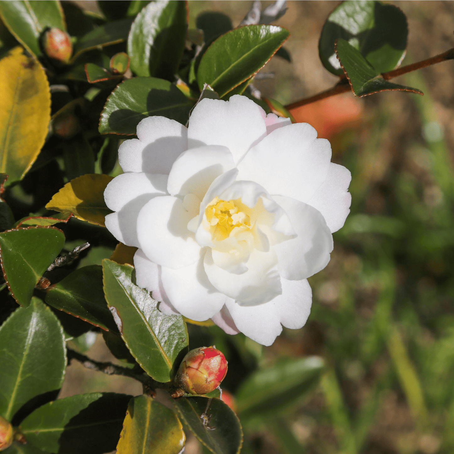 Camellia japonica 'White Swan' 60cm - Ivory Blooms, Glossy Foliage - plants - express.com