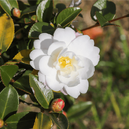 Camellia japonica 'White Swan' 60cm - Ivory Blooms, Glossy Foliage - plants - express.com