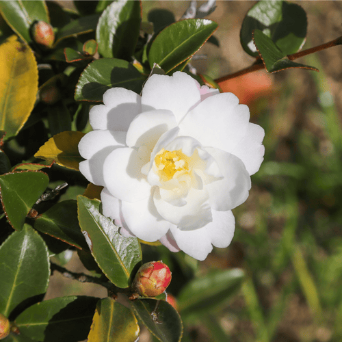 Camellia japonica 'White Swan' 60cm - Ivory Blooms, Glossy Foliage - plants - express.com