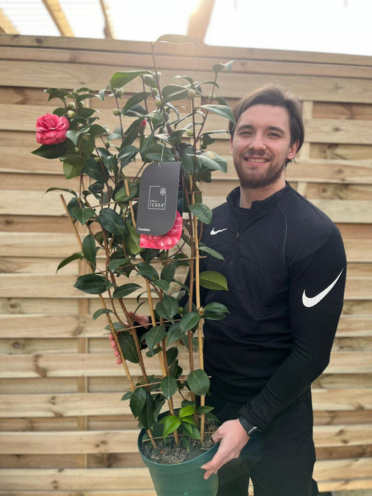 Camellia 'Orandako' 1L / 3L (100cm) - plants - express.com