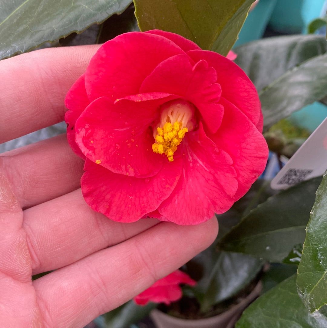Camellia x Williamsii Hybrid 40 - 50cm - Winter Color, Glossy Foliage - plants - express.com