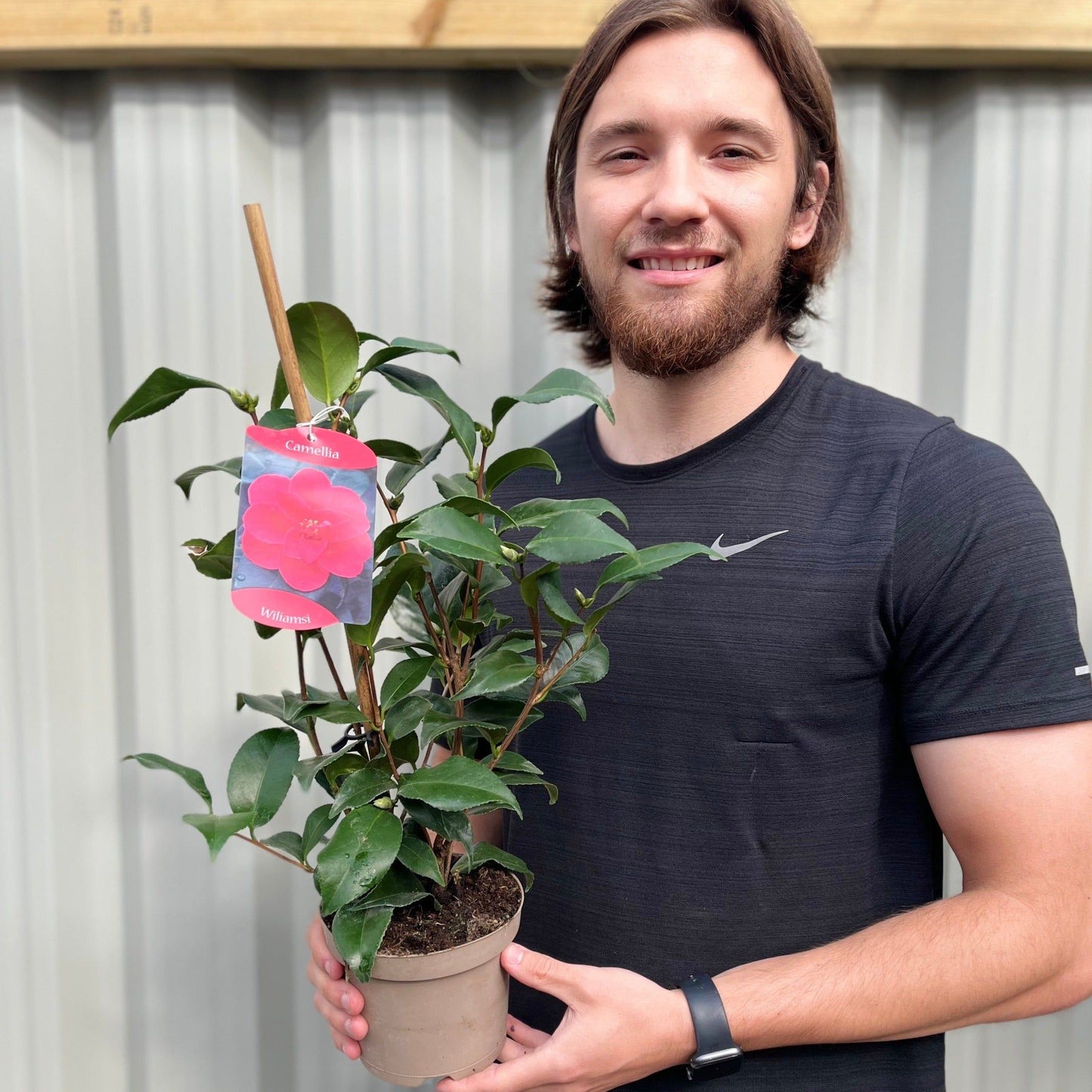 Camellia x Williamsii Hybrid 40 - 50cm - Winter Color, Glossy Foliage - plants - express.com
