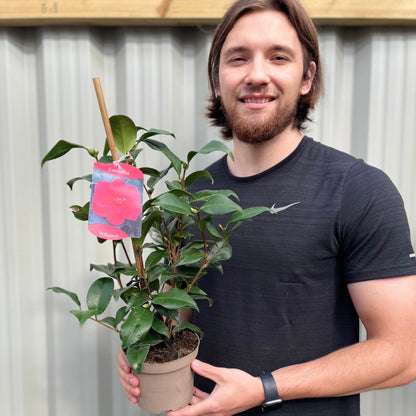 Camellia x Williamsii Hybrid 40 - 50cm - Winter Color, Glossy Foliage - plants - express.com