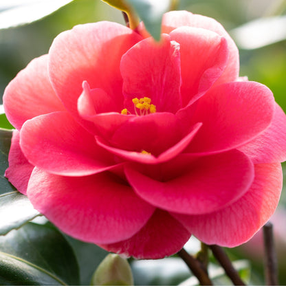 Camellia x Williamsii Hybrid 40 - 50cm - Winter Color, Glossy Foliage - plants - express.com