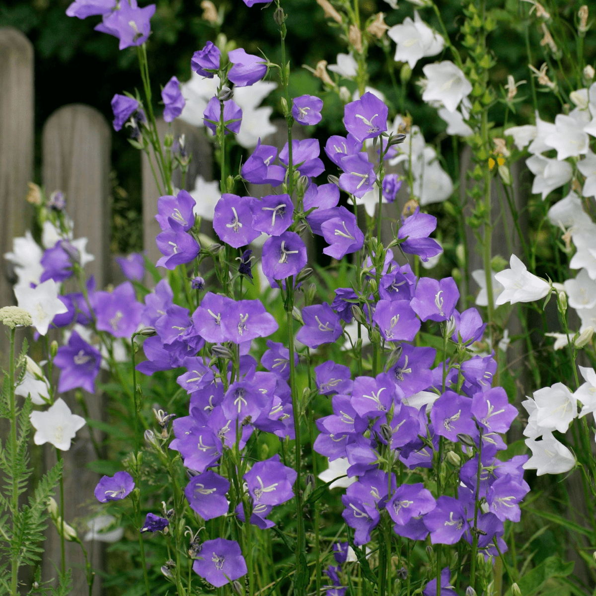 Campanula persicifolia 'Caerulea' - Blue 9cm / 2L - plants - express.com