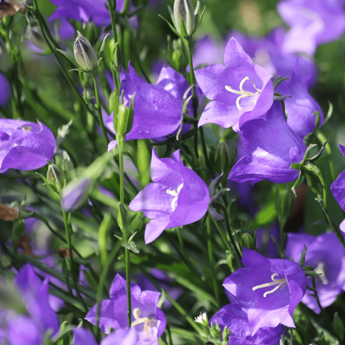 Campanula persicifolia 'Caerulea' - Blue 9cm / 2L - plants - express.com