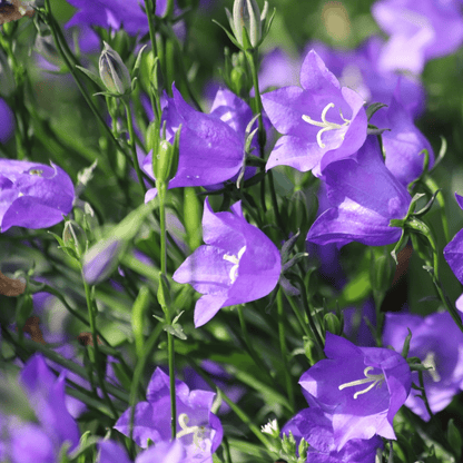 Campanula persicifolia 'Caerulea' - Blue 9cm / 2L - plants - express.com