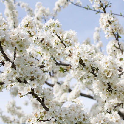 Captivating Dwarf Cherry Blossom Tree – Stunning Seasonal Blooms for Small Spaces! - plants - express.com
