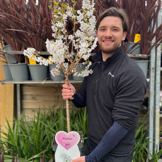 Captivating Dwarf Cherry Blossom Tree – Stunning Seasonal Blooms for Small Spaces! - plants - express.com