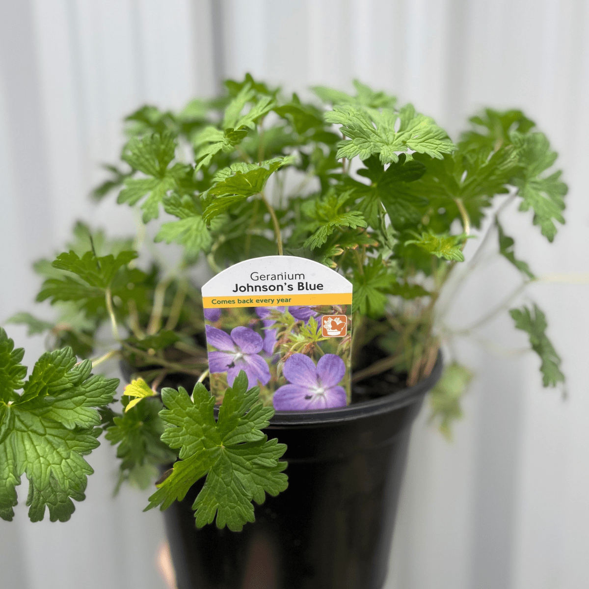 Captivating Geranium Johnson's Blue - 9cm/2L/3L Pot Plant - plants - express.com