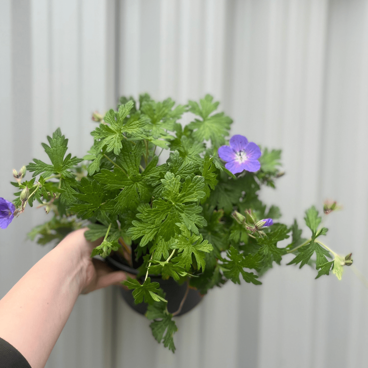 Captivating Geranium Johnson's Blue - 9cm/2L/3L Pot Plant - plants - express.com