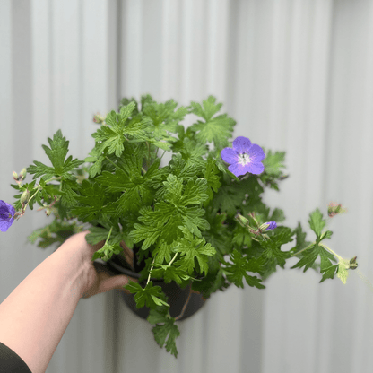 Captivating Geranium Johnson's Blue - 9cm/2L/3L Pot Plant - plants - express.com