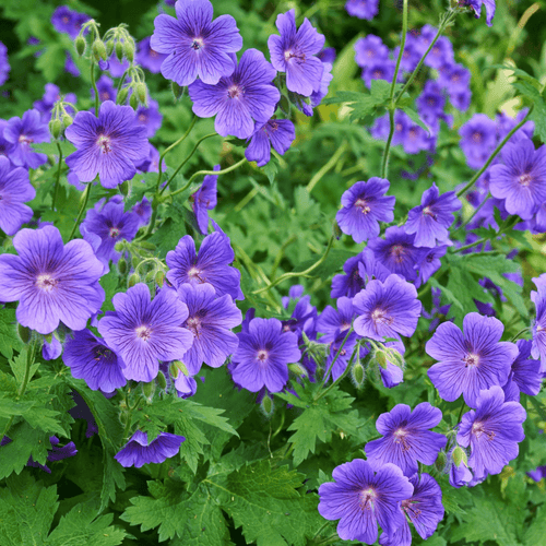 Captivating Geranium Johnson's Blue - 9cm/2L/3L Pot Plant - plants - express.com