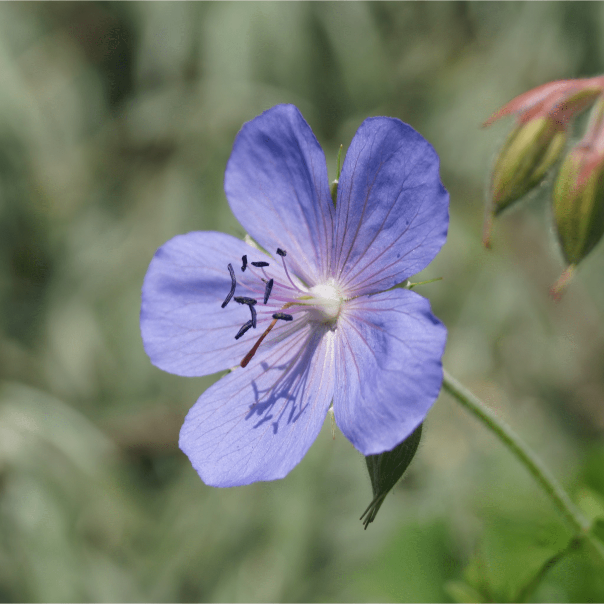 Captivating Geranium Johnson's Blue - 9cm/2L/3L Pot Plant - plants - express.com
