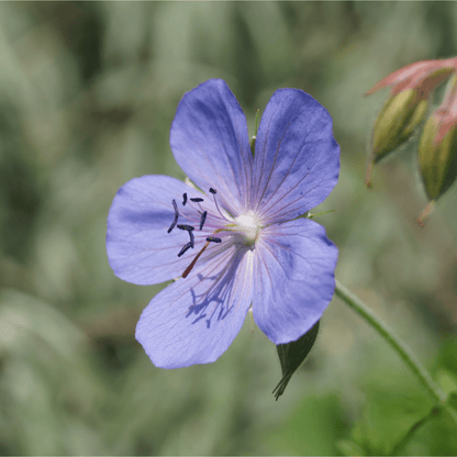 Captivating Geranium Johnson's Blue - 9cm/2L/3L Pot Plant - plants - express.com