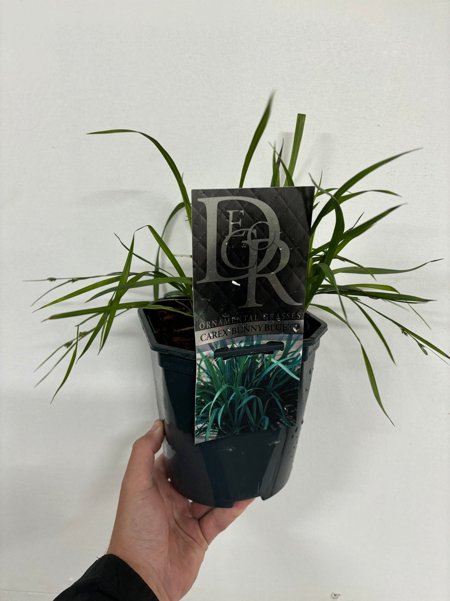 Carex 'Bunny Blue' 2L - plants - express.com