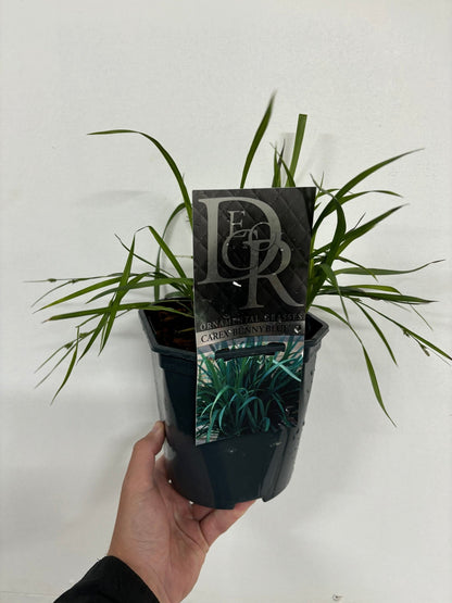 Carex 'Bunny Blue' 2L - plants - express.com