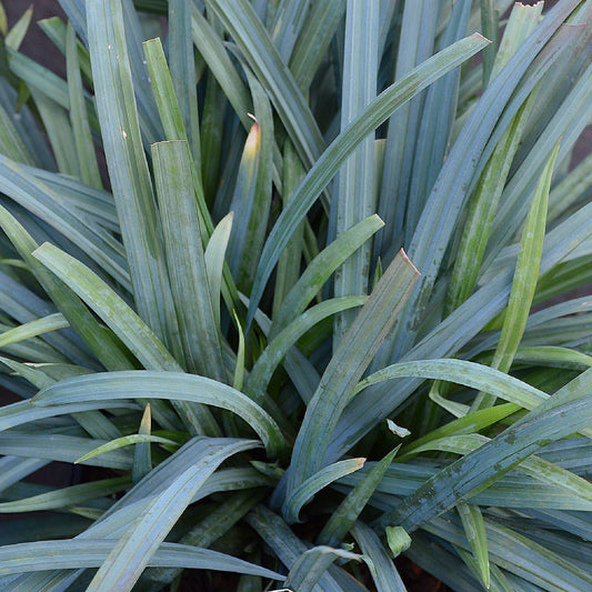 Carex 'Bunny Blue' 2L - plants - express.com