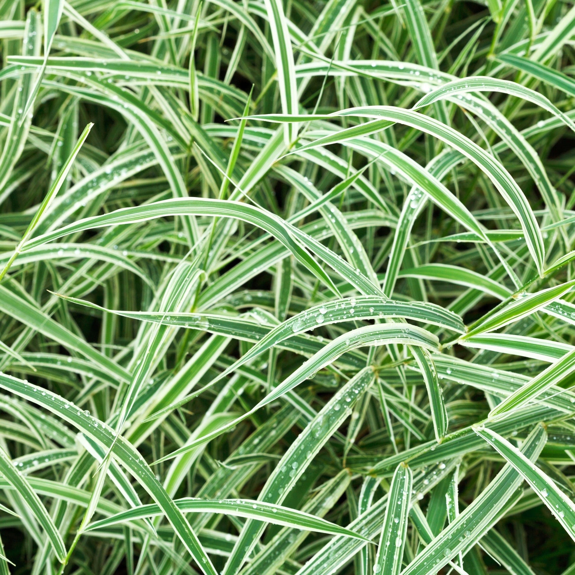 Carex Everest: Evergreen Striped Grass with White Margins (1L/2L) - plants - express.com