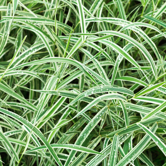 Carex Everest: Evergreen Striped Grass with White Margins (1L/2L) - plants - express.com
