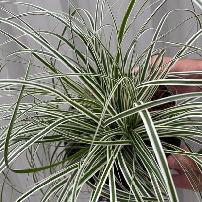 Carex Everest: Evergreen Striped Grass with White Margins (1L/2L) - plants - express.com