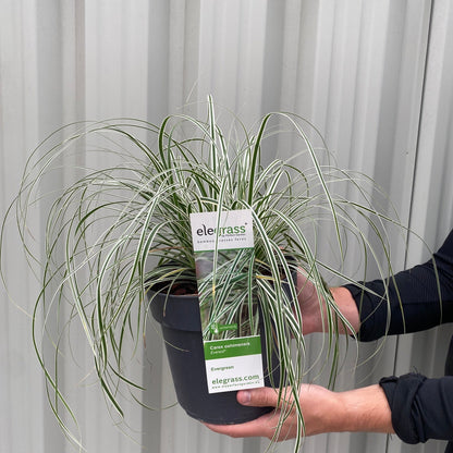 Carex Everest: Evergreen Striped Grass with White Margins (1L/2L) - plants - express.com