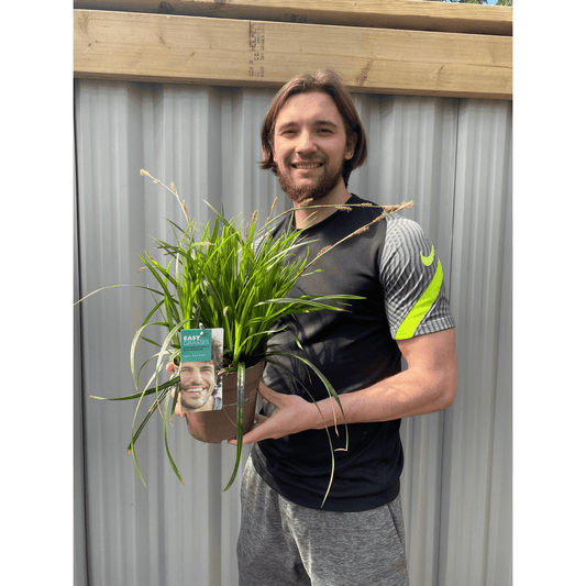 Carex oshimensis 'Irish Green' - Hardy Evergreen Grass for Borders & Containers - plants - express.com